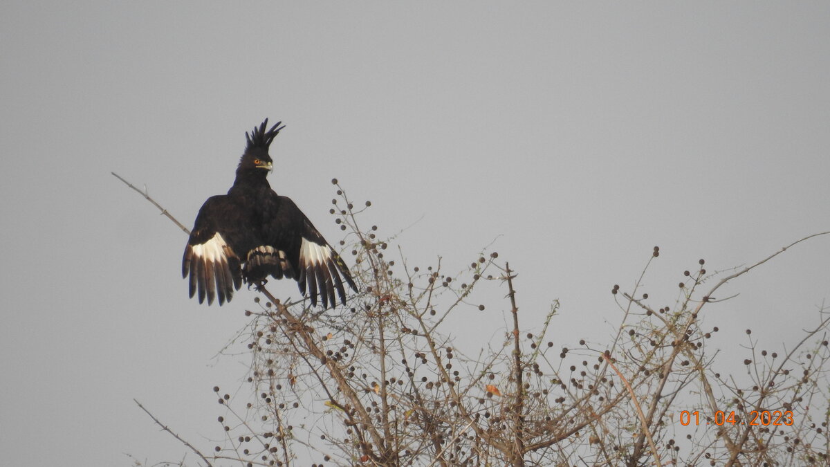 Long-Crested Hawk Eagle